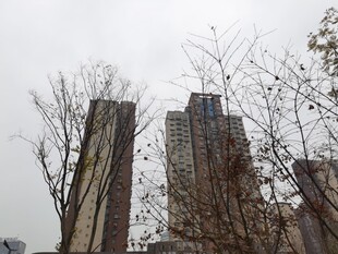 高楼与枯树景观