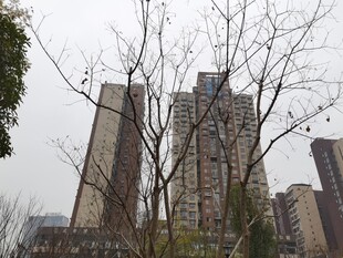 高楼间的萧瑟树木