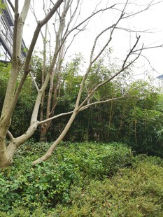 野外繁茂树林与丛生草木