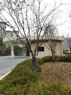 庭院中的树木与建筑景观