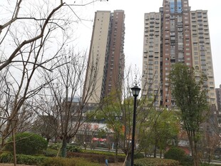 城市公园旁的高楼景观