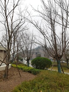 冬日萧瑟的树木与绿植景观