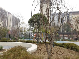 城市公园中的冬日景观