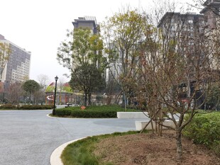 城市中静谧的绿化道路