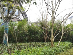 户外绿植与树木景观