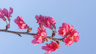 蓝天映衬下的娇艳樱花