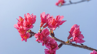 枝头绽放的艳丽樱花