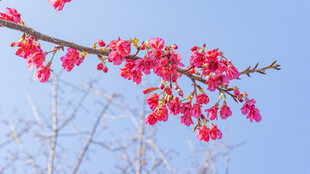 枝头绽放的艳丽红樱花