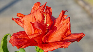 鲜艳橙红色扶桑花特写