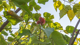 枝头红果隐于绿叶间