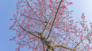 蓝天映衬下的樱花树木