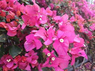 艳丽三角梅绽放