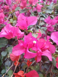 娇艳三角梅绽放