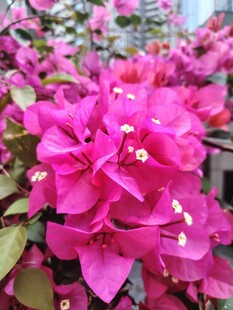 艳丽三角梅绽放美丽