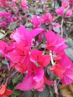 艳丽三角梅绽放