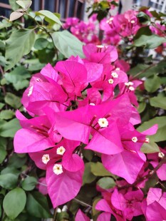 娇艳三角梅绽放