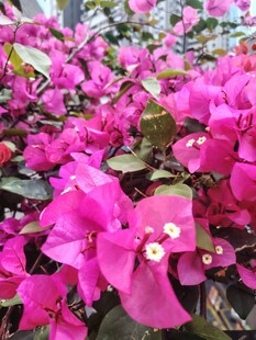 艳丽三角梅绽放