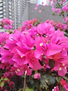 娇艳三角梅绽放