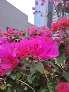 艳丽三角梅绽放