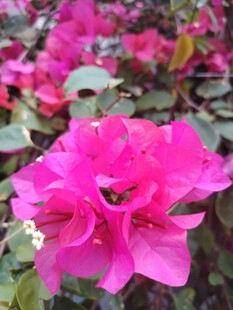 娇艳三角梅绽放