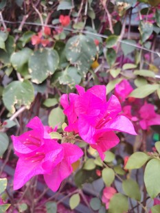 艳丽三角梅绽放