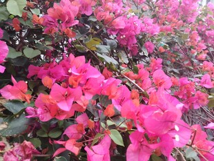 艳丽三角梅绽放