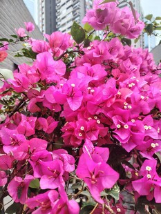 艳丽三角梅绽放