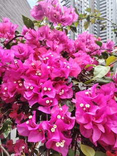 艳丽三角梅绽放