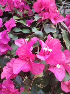 艳丽三角梅绽放