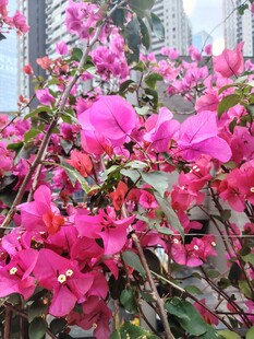 娇艳三角梅绽放