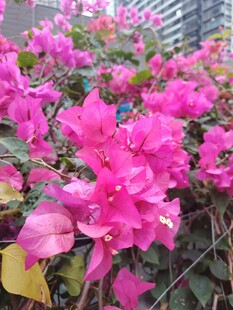 娇艳三角梅绽放