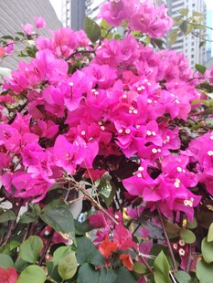 艳丽三角梅绽放