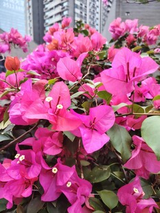 艳丽三角梅绽放