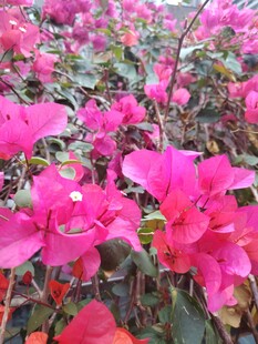 艳丽三角梅绽放