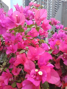 艳丽三角梅绽放