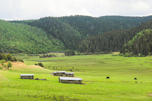 草原上的牧场景色