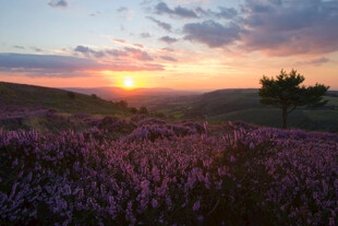 日落时分的浪漫紫色花田