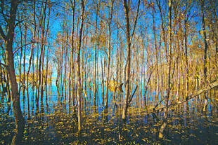 秋日水畔树林美景