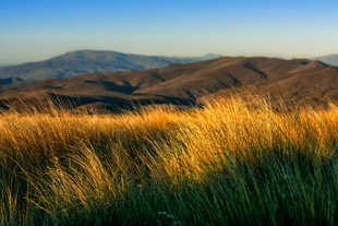 金色草甸与远山美景