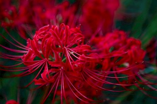 艳丽火红彼岸花绽放