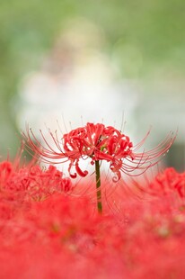 娇艳彼岸花绽放