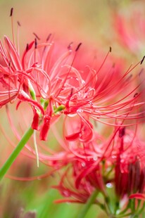 娇艳红色彼岸花绽放