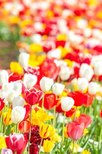 多彩郁金香花海