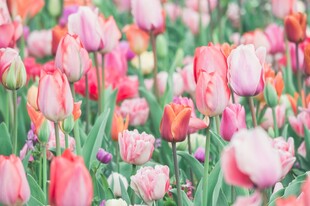 粉色郁金香花海美景