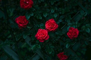 娇艳红玫瑰绽放绿叶间