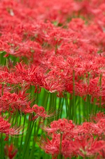 火红彼岸花绽放的美景