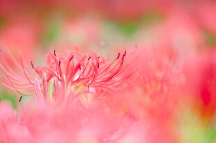 娇艳粉色花朵特写