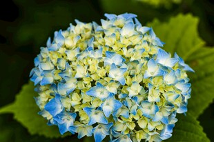 蓝绿绣球花特写