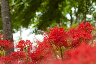 鲜艳红花开满林间