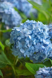 蓝色绣球花绽放